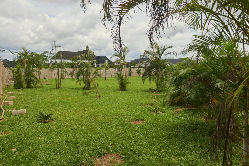 Palms and young trees growing at the Black Muse Sculpture Park